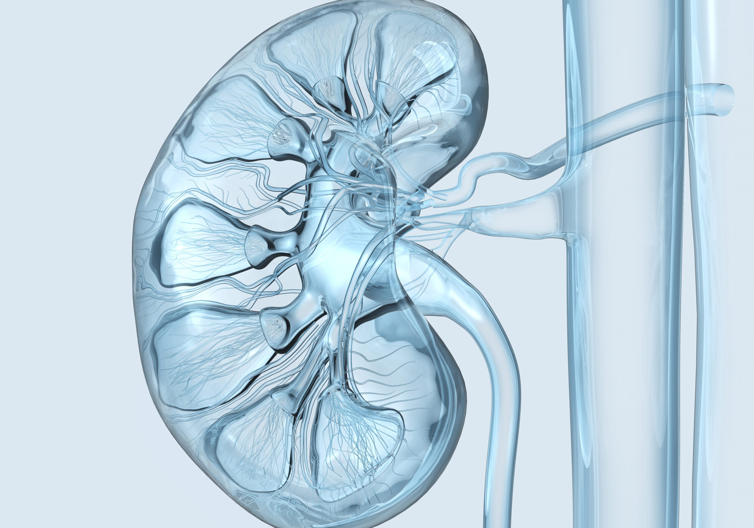 Medically 3D illustration showing right kidney, x-ray style, cross section